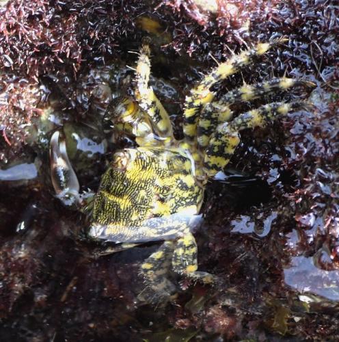 Pachygrapsus marmoratus